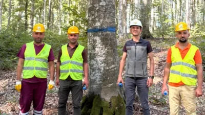 Balıkesir Orman'da kayın tohumlama kesimleri başladı! Doğal gençleştirme çalışmalarıyla geleceğe