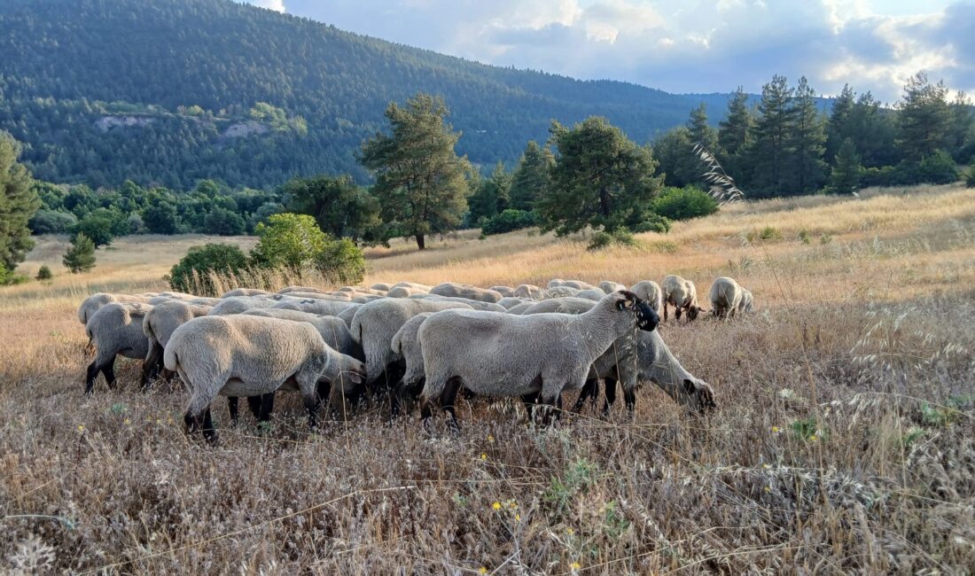 Bandırma Koyunu üretimini artırın! Yeni bölgelerde yetiştiricilerle buluşup verimli çözümler
