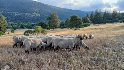 Bandırma Koyunu üretimini artırın! Yeni bölgelerde yetiştiricilerle buluşup verimli çözümler