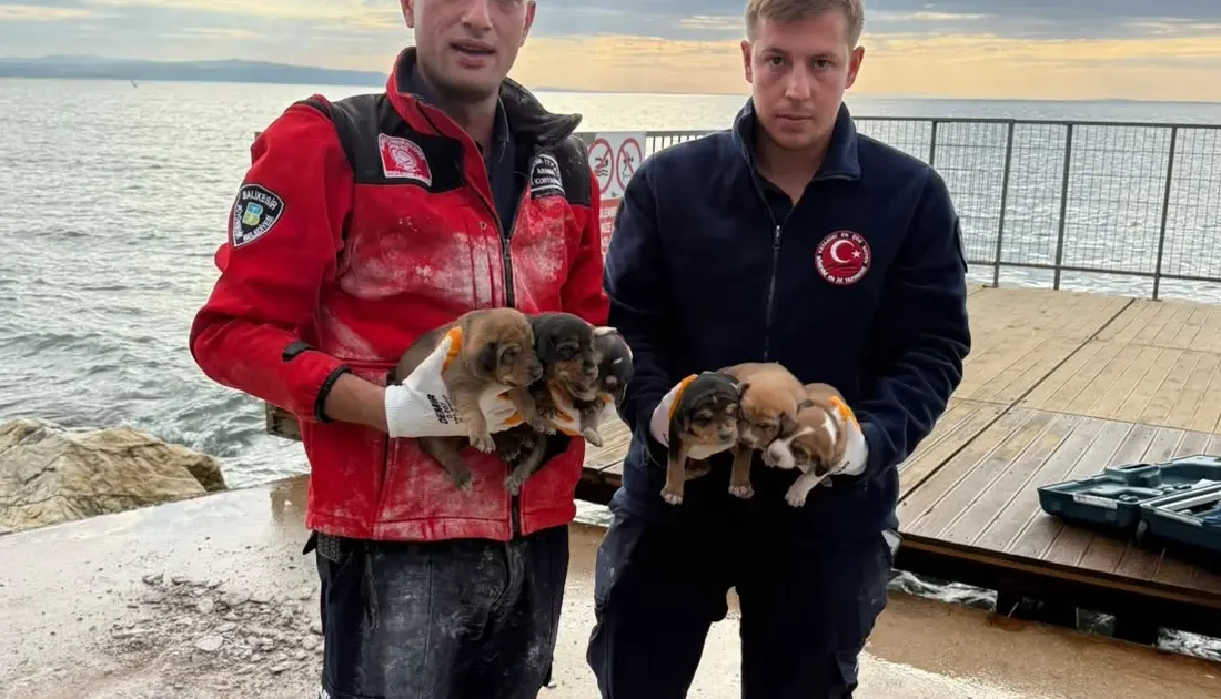 Erdek'te beton altında mahsur kalan 6 yavru köpek kurtarıldı. Detayları
