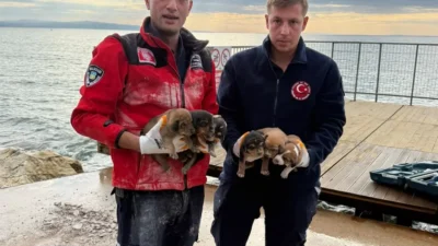 Erdek'te beton altında mahsur kalan 6 yavru köpek kurtarıldı. Detayları