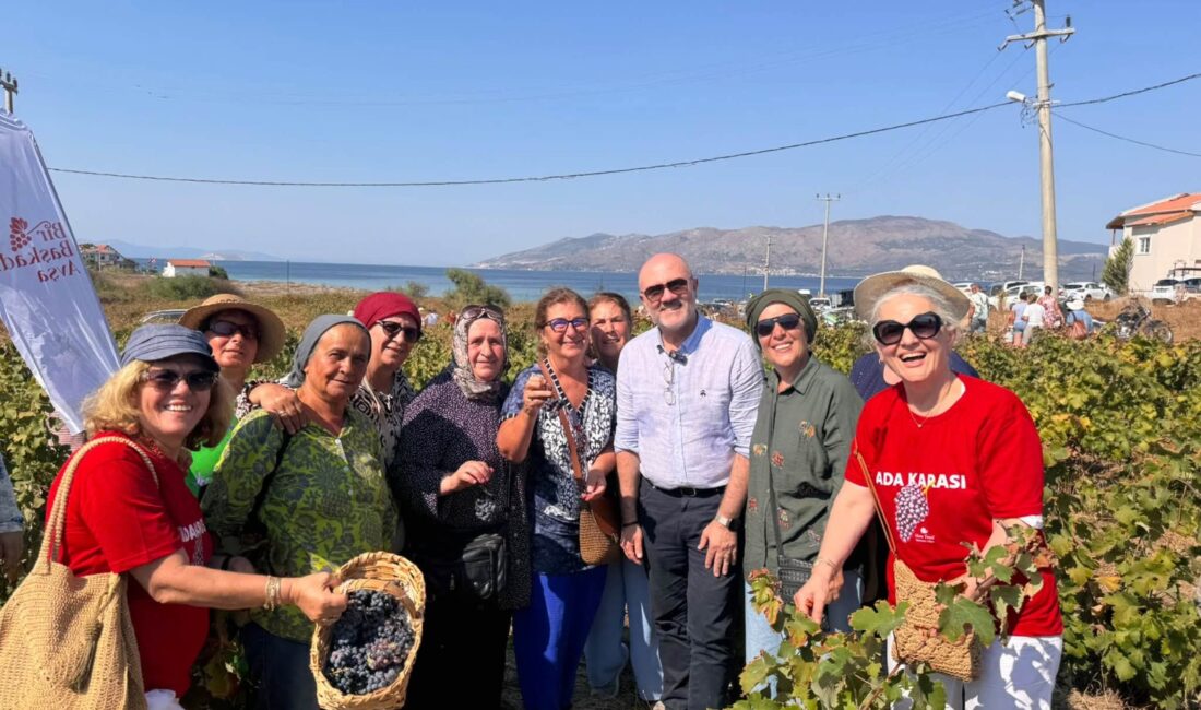 Marmara Adalar'da Adakarası Üzümü festivalinin detayları burada! Bağbozumu, ikramlar ve
