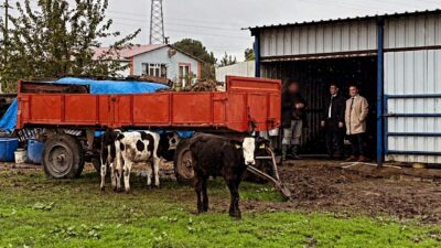 İŞKUR ve Koruma Kurulu desteğiyle büyükbaş hayvancılık hibesi alan çiftçimizi