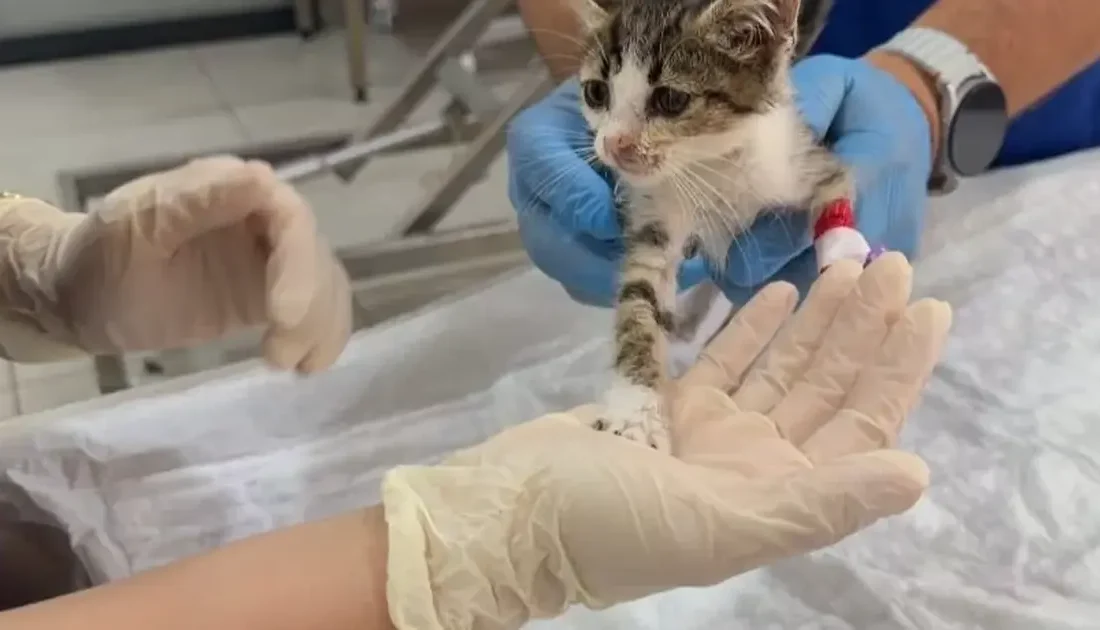 Bandırma'da şiddet gören yavru kedi iyileşiyor! Tedavisi olumlu ilerliyor, sağlık