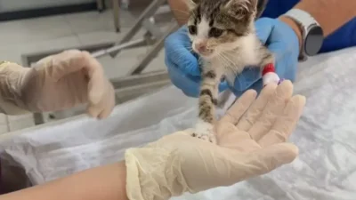 Bandırma'da şiddet gören yavru kedi iyileşiyor! Tedavisi olumlu ilerliyor, sağlık