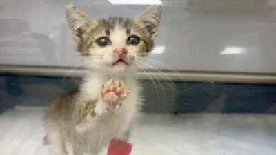 Bandırma'da yaralı yavru kedi Balıkesir ekiplerince tedavi edildi; durumu stabil