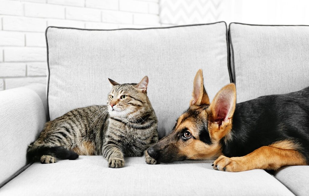 Kedi ve Köpeklerin Günlük Alışkanlıkları Sağlıkları Hakkında İpuçları Veriyor Mama tüketiminden uyku düzenine, oyun isteğinden tuvalet alışkanlıklarına kadar günlük