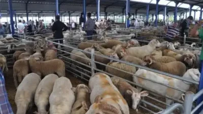 Gönen'de şap hastalığı vakaları sonrası Gönen Ticaret Borsası Hayvan Pazarı