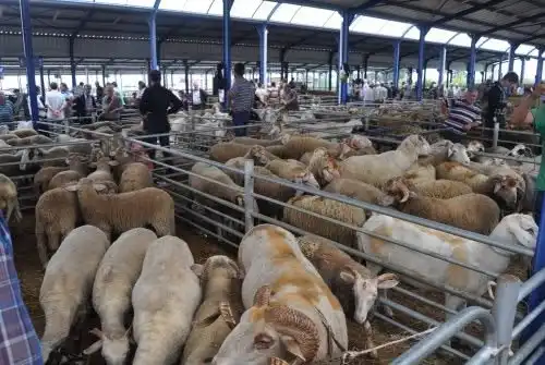 Gönen'de şap hastalığı vakaları sonrası Gönen Ticaret Borsası Hayvan Pazarı